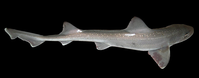 Mustelus asterias_0011.jpg